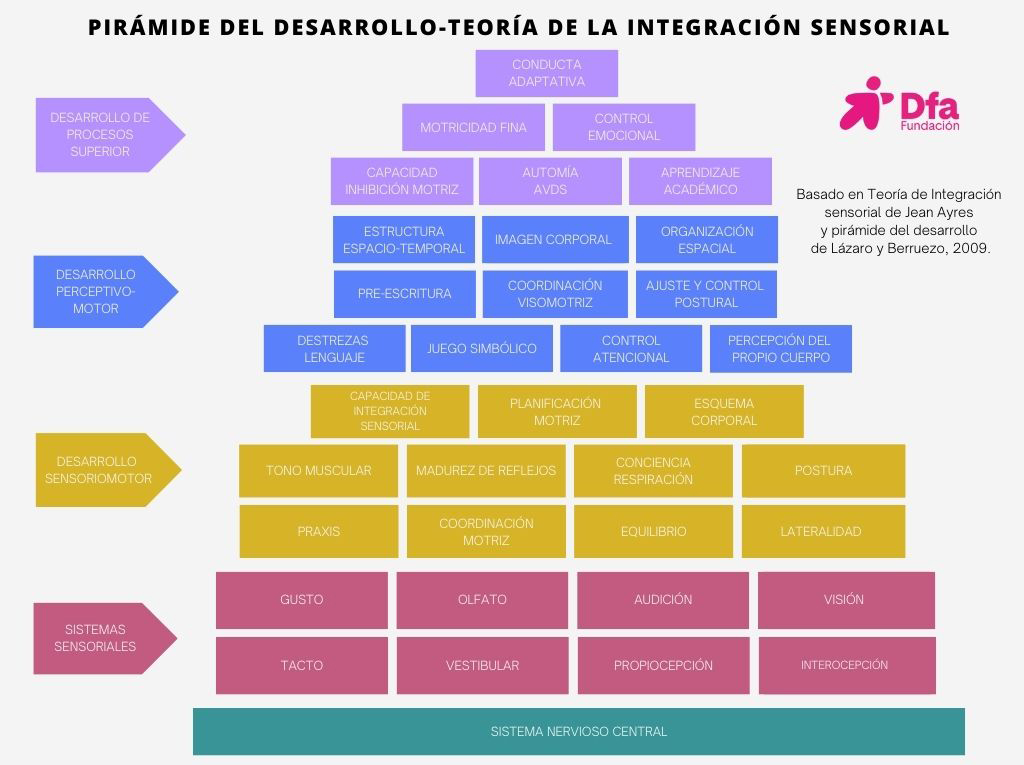 Pirámide del desarrollo - Teoría de la integración sensorial