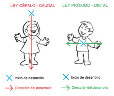 Así se desarrollan nuestros peques