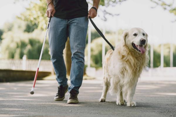 Hombre ciego con bastón caminando junto a su perro guía por un parque