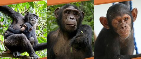 Imagen de los tres chimpancés apadrinados por Fundación Dfa