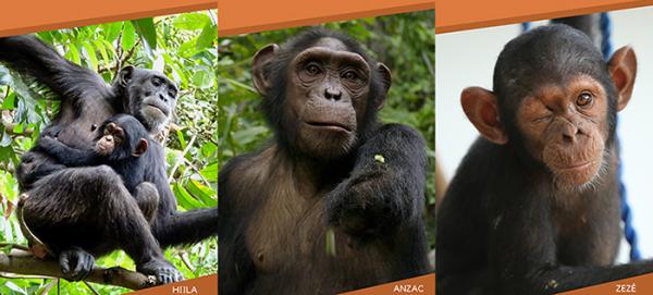 Imagen de los tres chimpancés apadrinados por Fundación Dfa